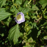 Nicandra physalodes (L.) Gaertn.